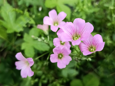 红花酢浆草