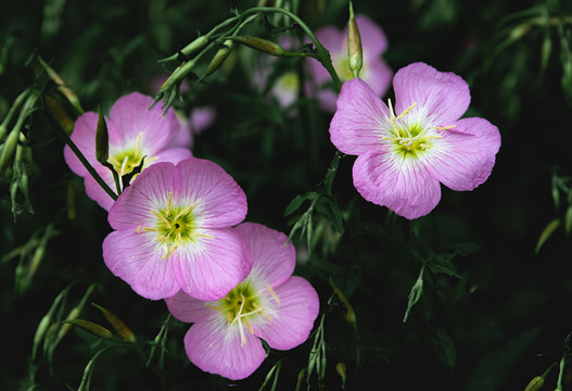 高清花卉