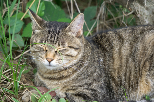 草丛中打瞌睡的狸花猫