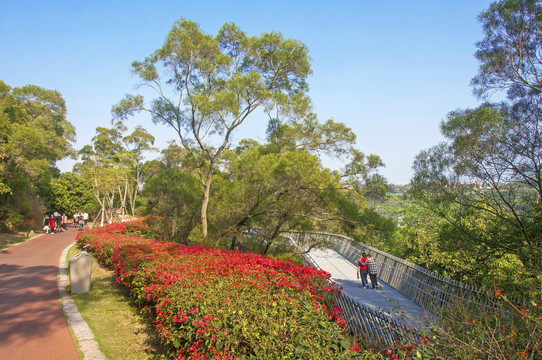 大坪山公园园林草木