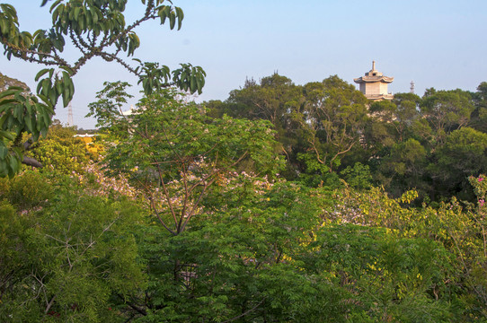 大坪山园林风景