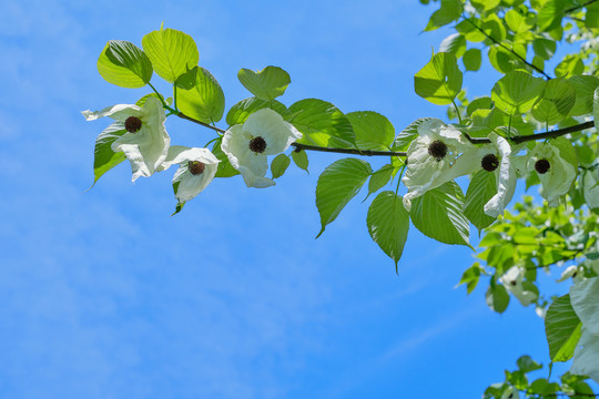 龙苍沟珙桐花