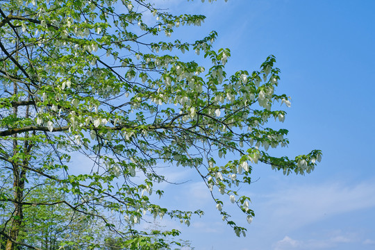 龙苍沟珙桐花