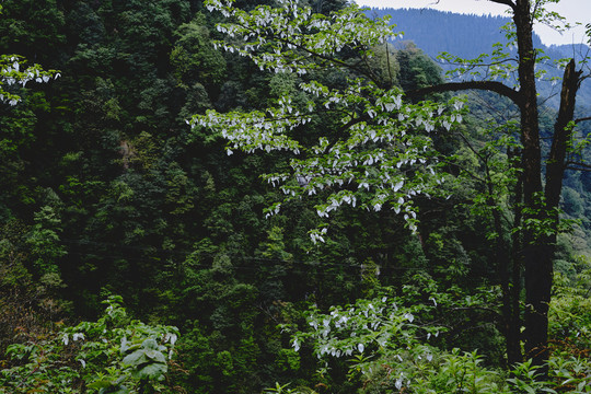 龙苍沟珙桐花