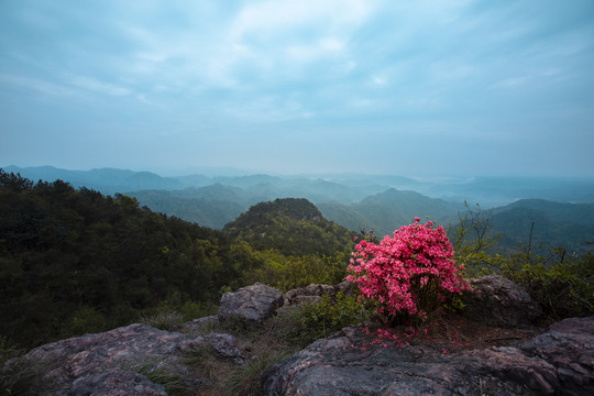 杜鹃花