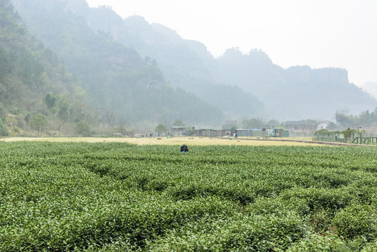 绍兴新昌穿岩十九峰景区茶园