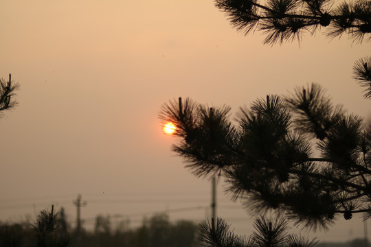 夕阳松树