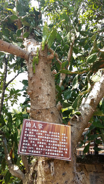 桂林山水植物