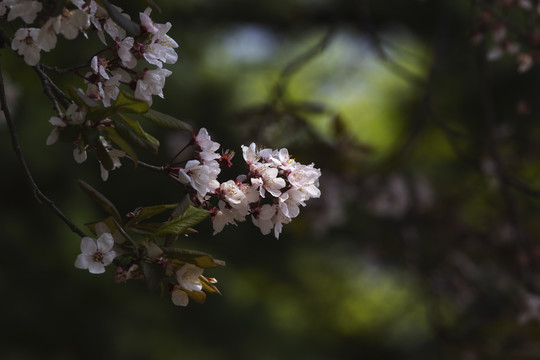 阳春三月杏花开