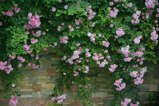 蔷薇绿化墙景观