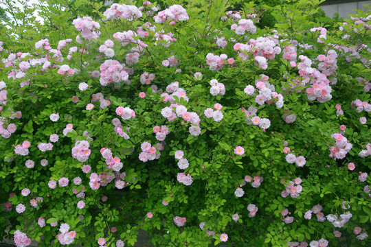 蔷薇花装饰墙