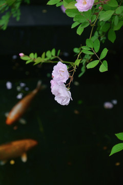 蔷薇花枝
