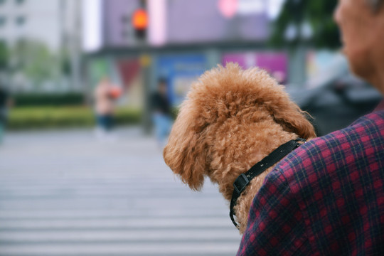 泰迪犬后脑勺