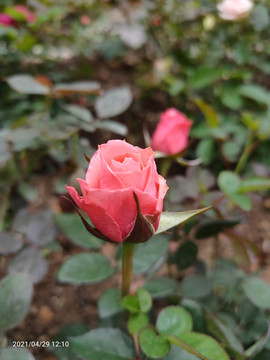 玫瑰花苞