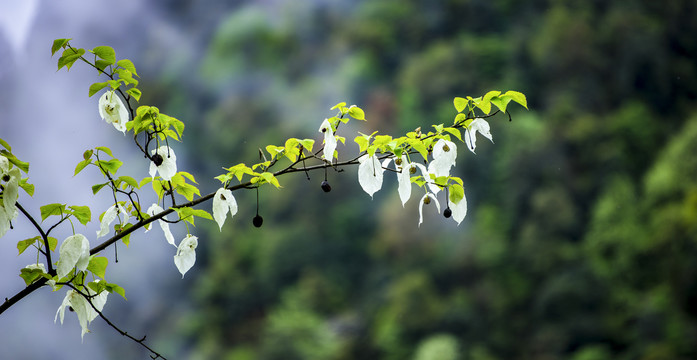 鸽子花