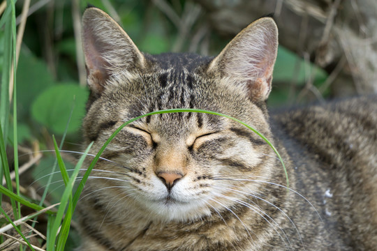 草丛中打瞌睡的狸花猫