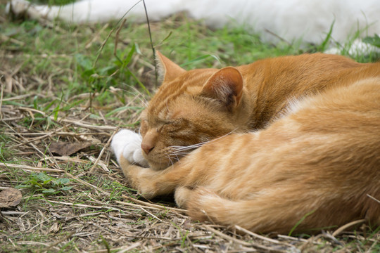 睡觉的橘猫