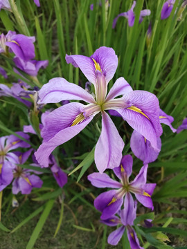 花菖蒲特写