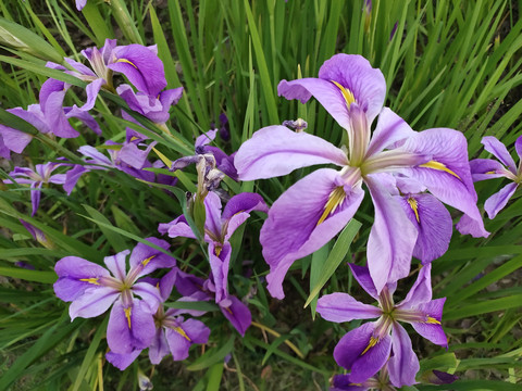 鸢尾花