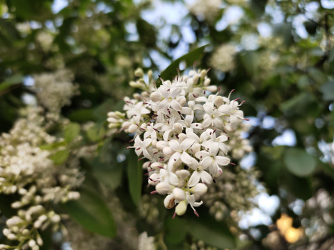 女贞花