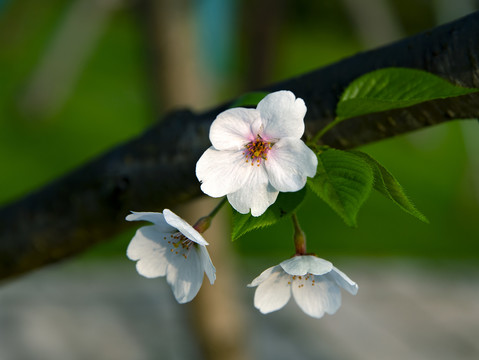 一簇桃花