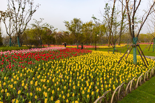 郁金香园林造景