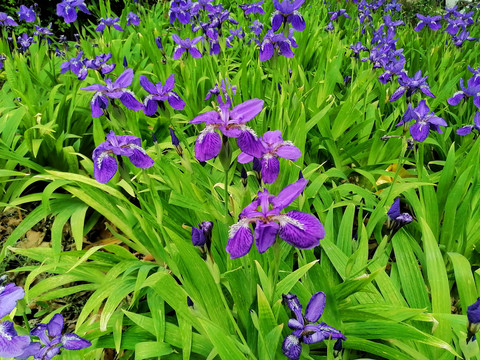 鸢尾花海