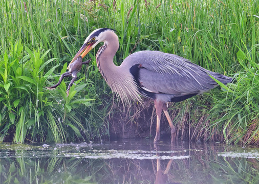 大蓝鹭捕食牛蛙