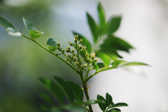 花椒树