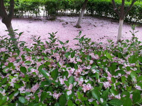 樱花花瓣