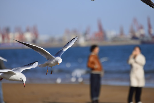 海鸥海滩特写