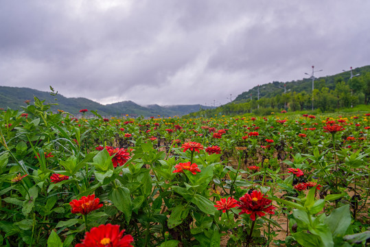 百日菊花海