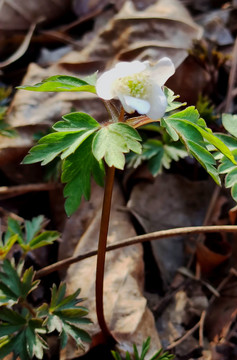 清新小花