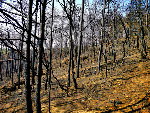 被山火野火烧过森林