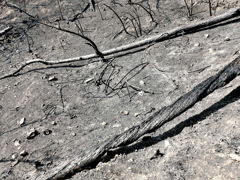 被山火野火烧过森林