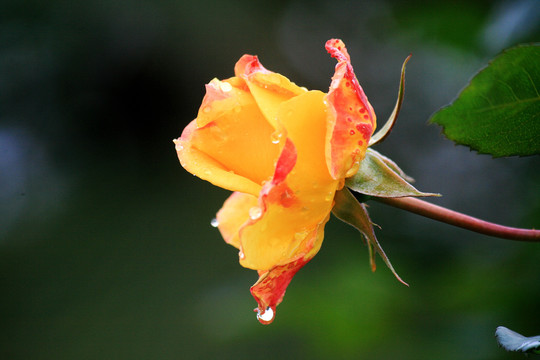 雨后月季花