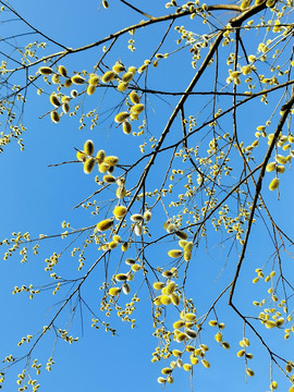 春天的柳树花