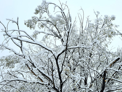 春天的雪挂