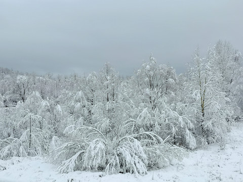 春天的雪挂