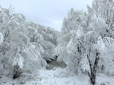 春天的雪挂