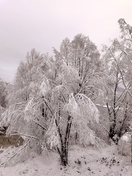 春天的雪挂