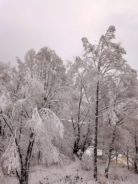 春天的雪挂