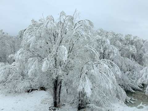 春天的雪挂