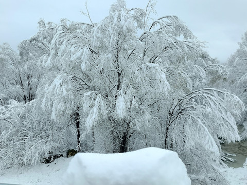 春天的雪挂