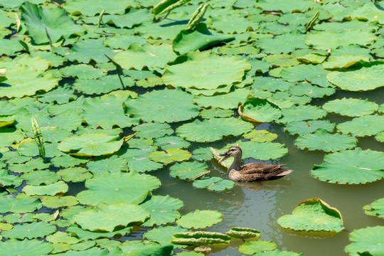 夏日荷花池中的斑嘴鸭