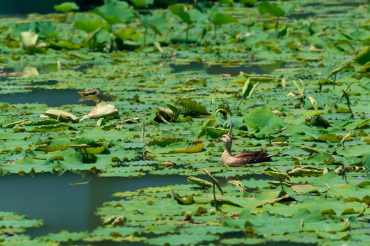 夏日荷花池中的斑嘴鸭