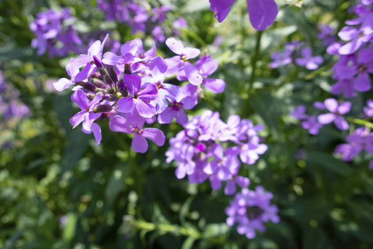 紫色油菜花