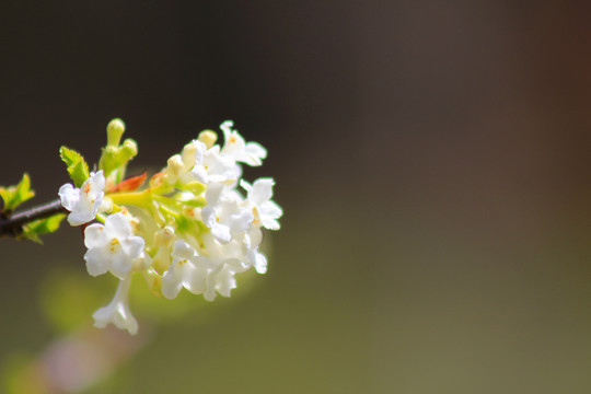 樱桃花