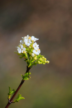 白樱花