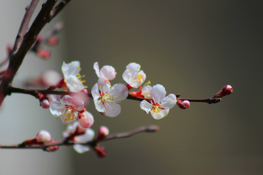 樱桃花